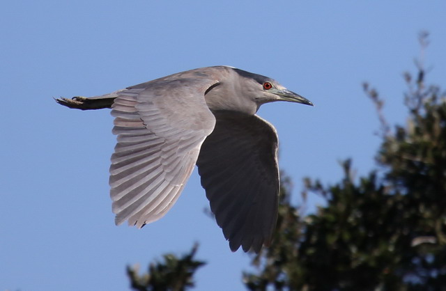 Black-crowned Night-Heron